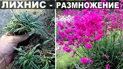 ЛАВАТЕРА🌸 ВИСКАРИЯ НИМФА🌸 АСТРА ПОМПОН🌸 - YouTube