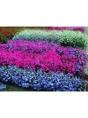 Семена цветы \"Вискария Румба\" купить по цене 49 ₽ в интернет-магазине  KazanExpress