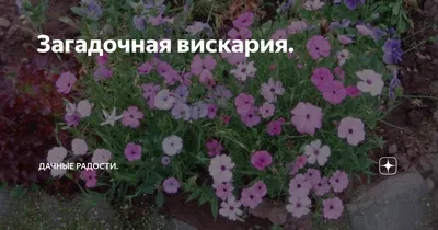Семена цветы \"Вискария Румба\" купить по цене 49 ₽ в интернет-магазине  KazanExpress