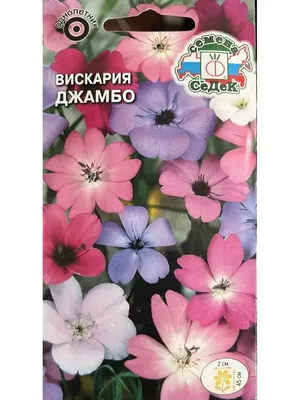 Лихнис вискария