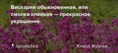 Купить Вискария Холидей - Семена в интернет магазине RassadaCity.ru