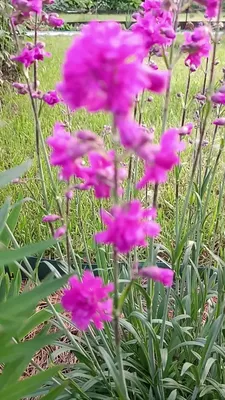 Вискария глазковая - неприхотливое растение с пышным цветением