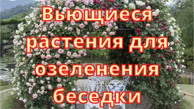 Принципы вертикального озеленения: Топ-10 плетистых и вьющихся растений для  сада