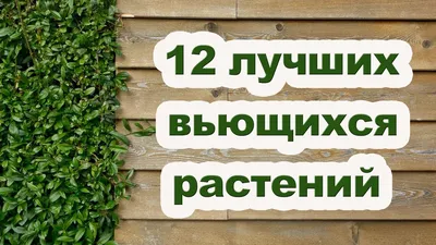 Огородко - садовод и огородник - Вьющиеся цветы для дачи. Клематисы. Многолетние  вьющиеся растения для дачи, цветы которых крупные, достигающие в диаметре  20 см. Окраска, как правило, в сине-фиолетовой гамме, но так