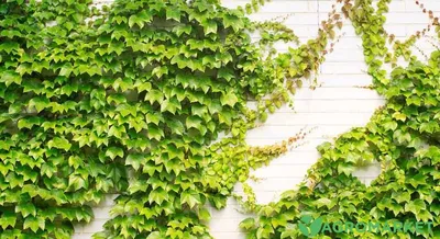Лучшие вьющиеся растения для сада и огорода | myDecor