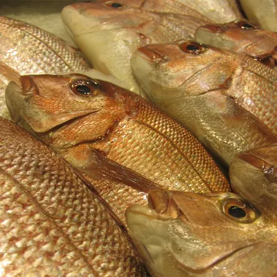 Рыба, запеченная с луком и морковью под сырно-майонезной корочкой -  пошаговый рецепт с фото на Готовим дома