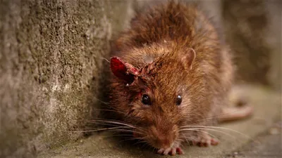 Блохи, власоеды и другие паразиты у домашних крыс: как с ними бороться? -  Люблю Хомяков