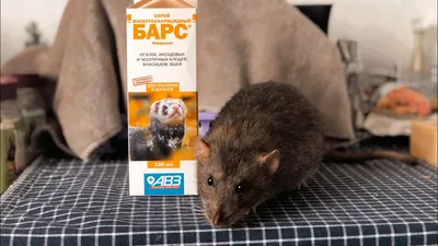 Паразиты у крыс - как лечить? 🐀 - YouTube