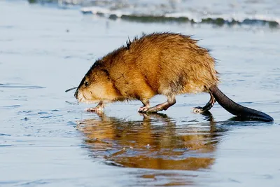 Водяная крыса — почему о ней нужно знать и что с ней делать? Фото —  Ботаничка