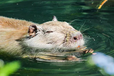 Водяная крыса — угроза огороду, или как избавиться от прожорливого грызуна?  | Ботаничка | Дзен