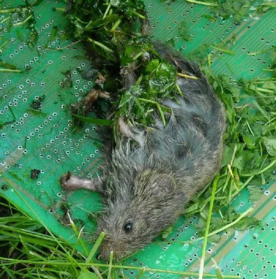 Ондатра, водяная крыса :: Маргарита Батырева – Социальная сеть ФотоКто