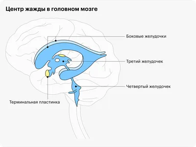 Водянка яичка (гидроцеле): причины, симптомы, последствия, варианты лечения