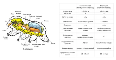 Водяной медведь, полупрозрачный, с …» — создано в Шедевруме