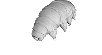 Водяной Медведь Tardigrade Самое Экстремальное Животное Нашей Планете  3Drendering стоковое фото ©Giovanni_Cancemi 181481840