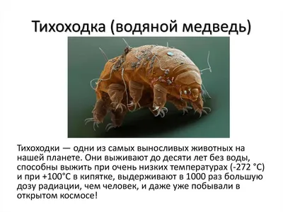 брезент или водяной медведь Иллюстрация штока - иллюстрации насчитывающей  макрос, микробиологическо: 264352052