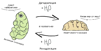 Изолированный Тихоходок Известный Как Водяной Медведь Или Моховой Поросенок  — стоковые фотографии и другие картинки Медведь - iStock