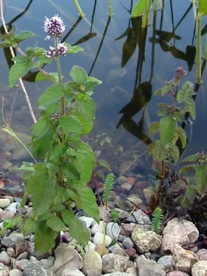 Мята водная, мята водяная (Mentha aquatica) (контейнер или корневище) |  Aquarium-Style