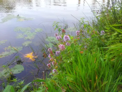 Водные и прибрежные растения : Mentha aquatica-Мята водная