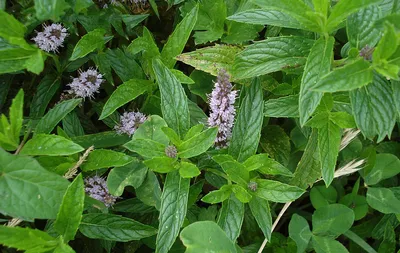 водная мята Mentha Aquatica Norfolk England Uk Стоковое Фото - изображение  насчитывающей родн, постоянный: 220594790