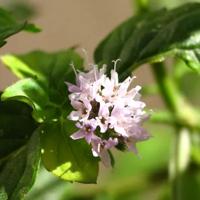 Mentha aquatica L., Мята водная (World flora) - Pl@ntNet identify