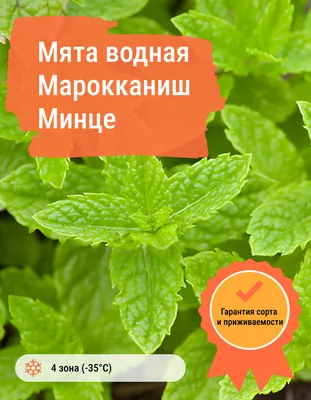 Мята водная Р9 – купить в Алматы по цене тенге – интернет-магазин Леруа  Мерлен Казахстан