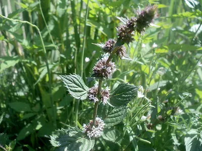 Мята водяная (Mentha aquatica) - лекарственное, чайное, съедобное растение.  Описание, действие, применение, вещества, полезные свойства и  противопоказания. Лекарственная трава. Используют Листья, Побеги. 5 фото |  🍀 Herbana.World