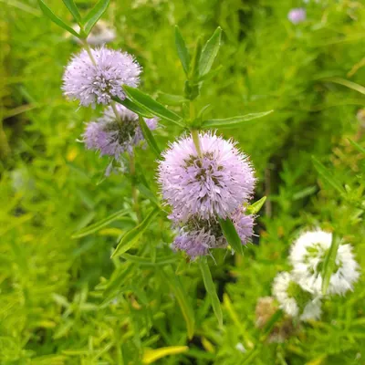 Мята водная (Mentha cervina)