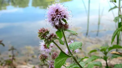 Мята водная Аргентифолия (Argentifolia) купить в Киеве, цена — Greensad