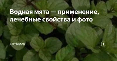 Мята водная – Mentha aquatica L. — Мегаэнциклопедия Кирилла и Мефодия —  медиаобъект