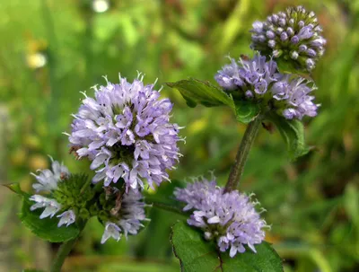 Мята водная (Mentha cervina)