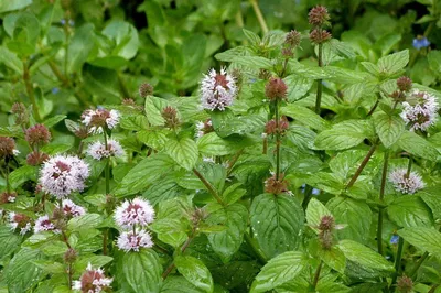 Мята водная розовая, Mentha aguatica, 2 л, 30 см