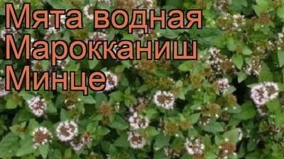 Чабрец, водная мята, бессмертник: какие полезные травы растут в Воронежской  области и где их искать — Интернет-канал «TV Губерния»