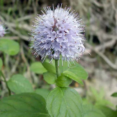 Мята водная (Mentha aquatica)