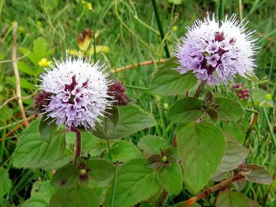 Mentha aquatica / Мята водная | Атлас цветущих растений