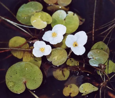 Водокрас лягушачий — Википедия