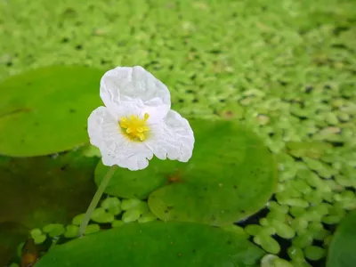 Водокрас лягушачий или обыкновенный для водоемов: описание, цветение,  фото-видео обзор