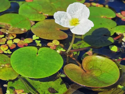 Украшение вод (водокрас лягушачий, Hydrocharis morsus-ranae).