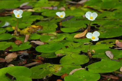 Водокрас, лягушатник, водокрас лягушачий купить ▻PRUDIKI.RU