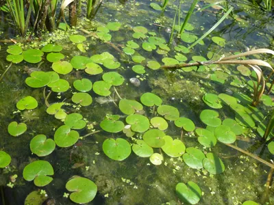 Водокрас лягушачий (Hydrocharis morsus-ranae) — описание, выращивание, фото  | на LePlants.ru