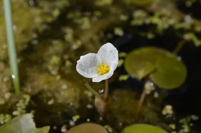 Hydrocharis morsus-ranae / Водокрас обыкновенный, или лягушачий | Атлас  цветущих растений