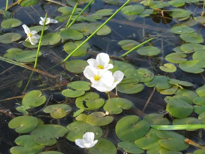 Водокрас лягушачий