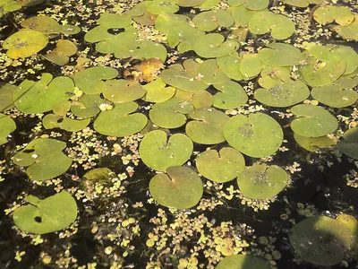 Водокрас лягушачий (Hydrocharis morsus-ranae)