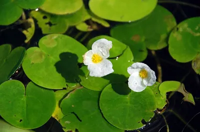 Водокрас обыкновенный | molbiol.ru