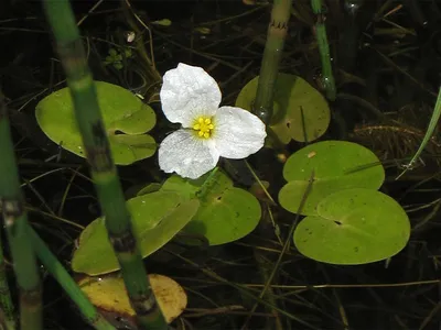 Водокрас (Hydrocharis) - PictureThis