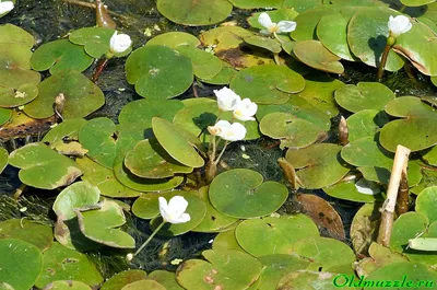 Растения Пензенской области: Водокрас лягушачий