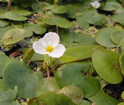 Водокрас лягушачий - Hydrocharis morsus-ranae