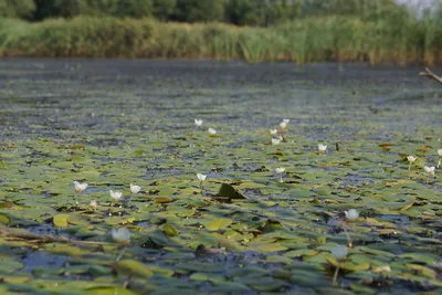 Водокрас лягушачий (Hydrocharis morsus-ranae). Фото на сайте \"Грибы:  информация и фотографии\"