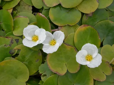 Водокрас лягушачий (Растения Тюменского района и Тюмени. Часть 1.) ·  iNaturalist