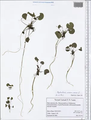 MW0563334, Hydrocharis morsus-ranae (Водокрас обыкновенный, Водокрас  лягушачий), specimen