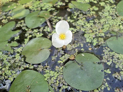 Водокрас лягушачий